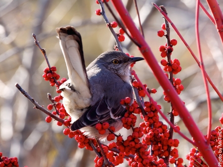 northern_mockingbird_mimus_polyglottos_eating_winterberry_ilex_verticillata_usbg_photo_credit_-_mr.tindc_copy-451x338